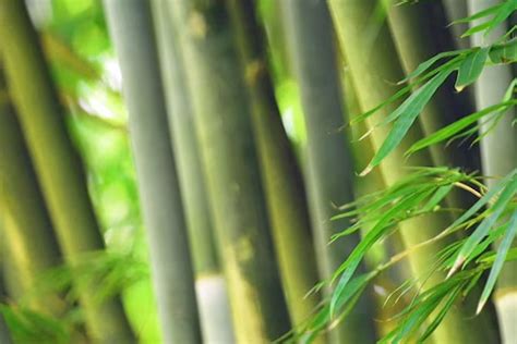 Plants for Sale in India : www.plants4sale.in
