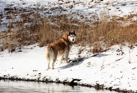 Siberian Husky In Snow Free Stock Photo - Public Domain Pictures