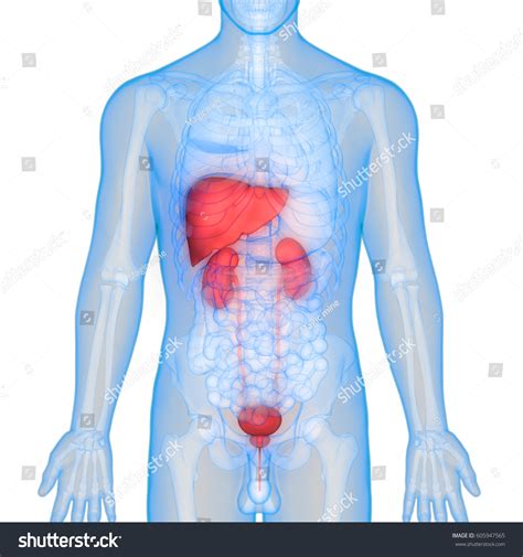 Kidney Liver Location