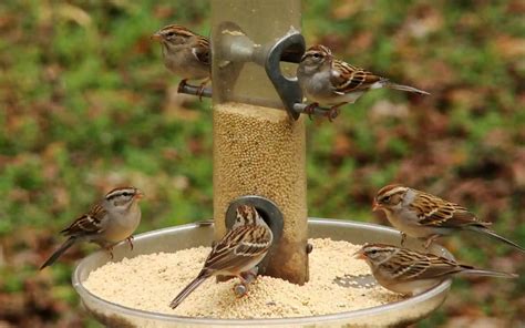 Best Millet Bird Seed Guide - Birding Insider