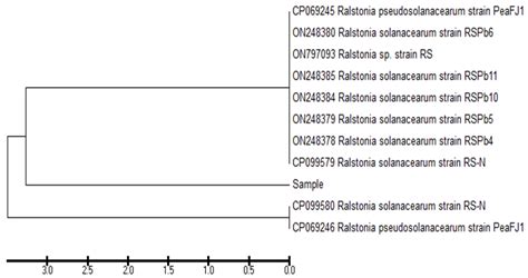 New Strategy for Inducing Resistance against Bacterial Wilt Disease ...