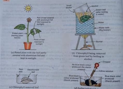 By using an activity show that sunlight and water are essential for ...