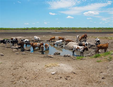 Dürre in Argentinien: Verhungerte Rinder, vernichtete Ernten ...