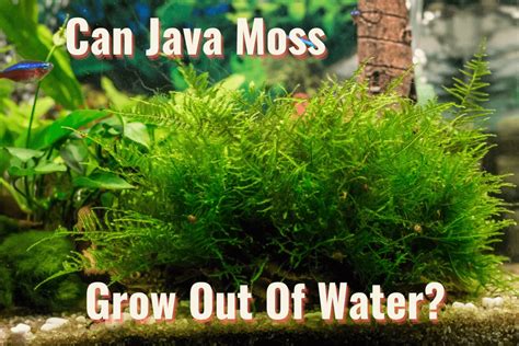 How Tall Do Java Moss Grow 的图像结果