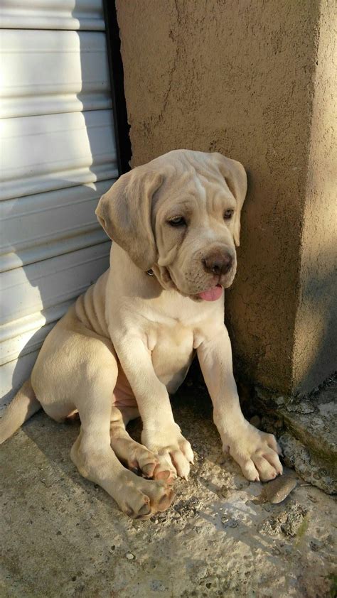 Rare White Cane Corso: Unveiling the Controversy