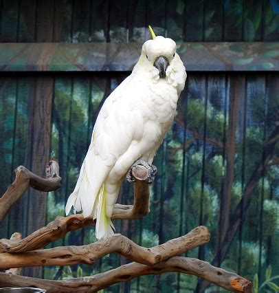 Image result for Cockapoo Bird