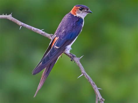 Birds of the University of Pune