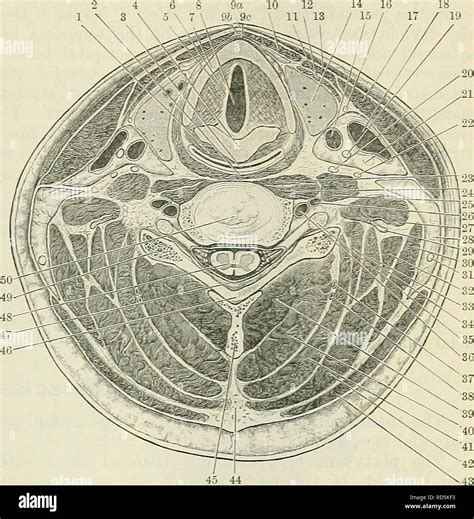 Superior Nuchal Line