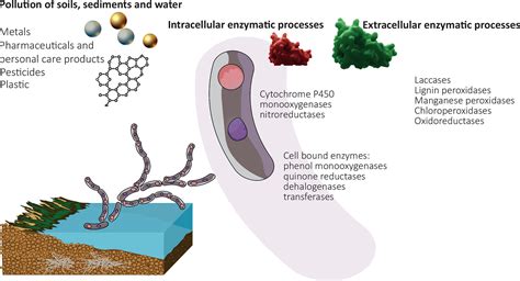 Frontiers | Role of fungi in bioremediation of emerging pollutants