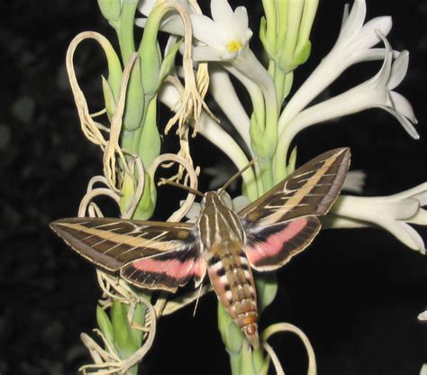 Image result for Large Moth