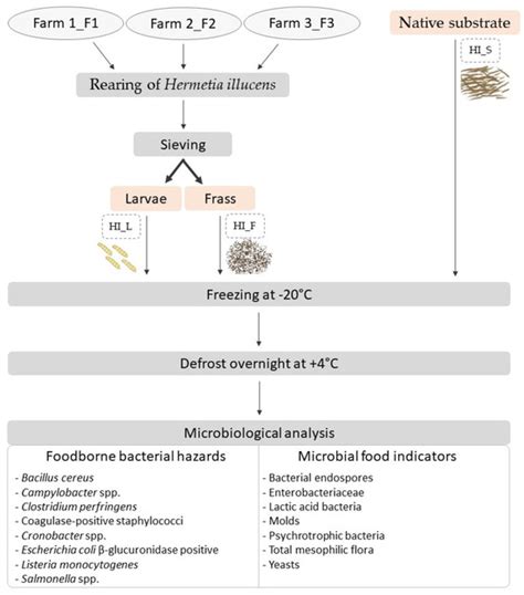Evaluation of the Microbial Quality of Hermetia illucens Larvae for ...