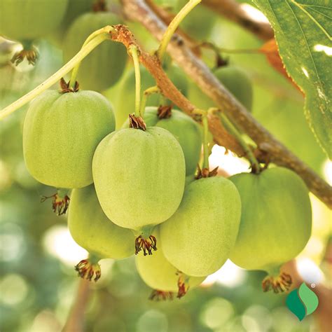 Hardy Kiwi 'Issai' - DeGroot