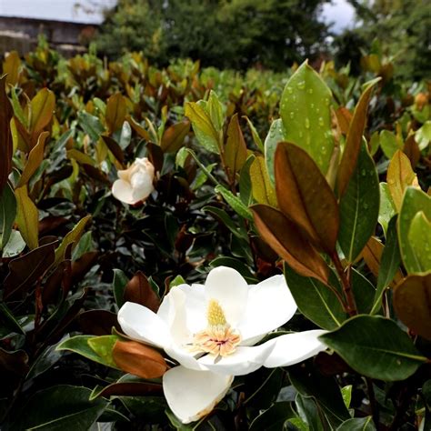 Little Gem Dwarf Magnolia Tree Magnolia Grandiflora Little Gem Awa