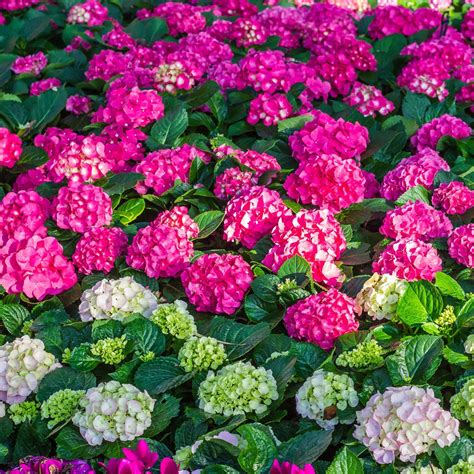 Ground Cover Plants Full Sun Low Maintenance Perennials at Carolyn Bey blog