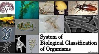 organisms 的图像结果