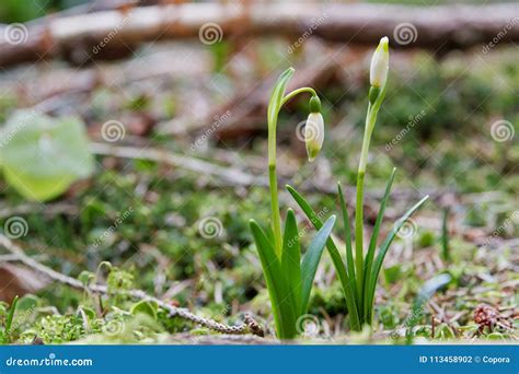 Image result for Spring Snowflake Plant