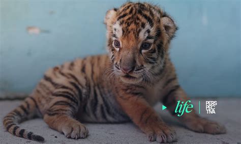 nacen tigres en zoo-min | PERSPECTIVA