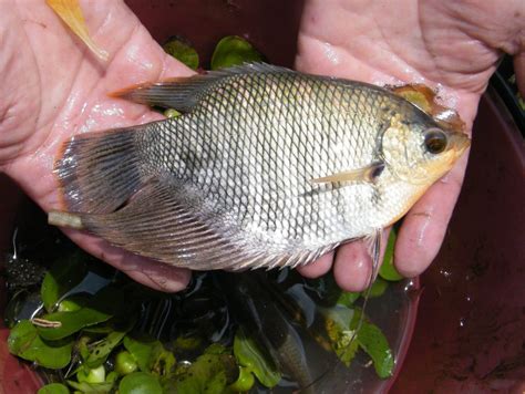 Image result for Netting Fast Fish Between Tanks