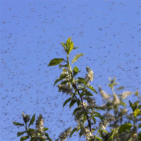 Swarm of Dragonflies Spiritual Meaning