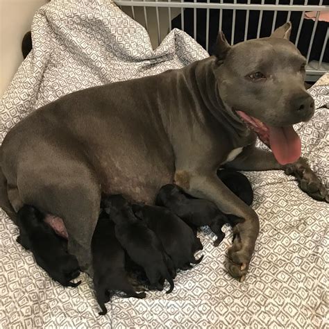 Pregnant Pit Bull In California Rescued From Life On A Chain Just Days ...