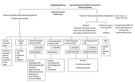 Image result for Endocrine System Flow Chart