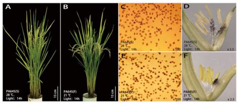 Integrated Analysis of Small RNA, Transcriptome, and Degradome ...