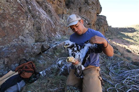 Stueby's Outdoor Journal: The Morley Nelson Snake River Birds of Prey ...