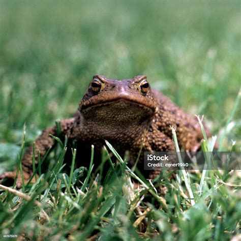 Image result for Bup Toad