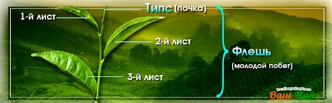Что такое флеши и типсы