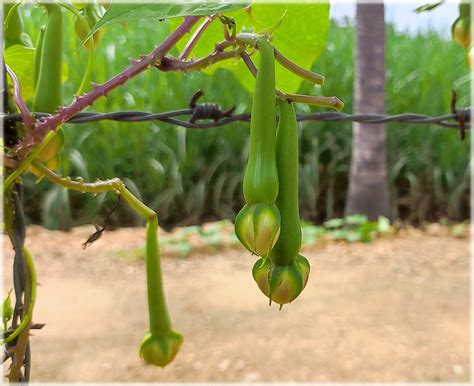 Clove Beans Green / Ipomoea Muricata / Mookuthi avarai, ( Nithya ...