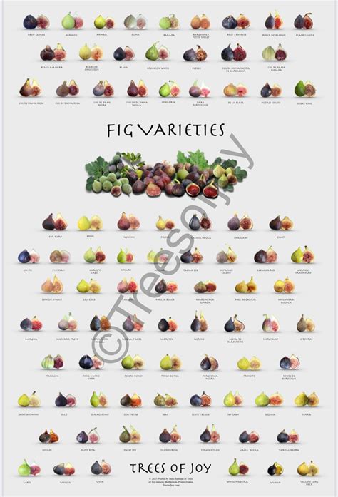 Fig Varieties Poster - Trees of Joy