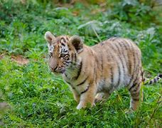 Image result for Of a Baby Tiger