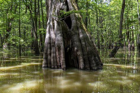 Florida Cypress Swamps — Florida Naturalists