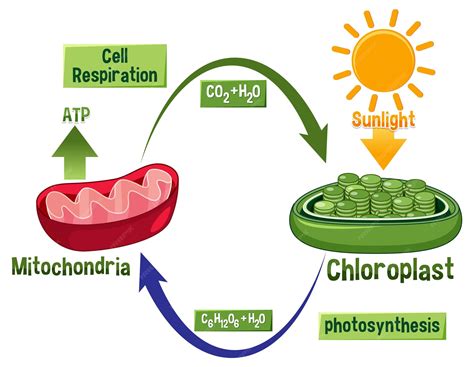 Premium Vector | Photosynthesis and cellular respiration diagram