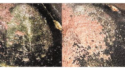 ‘earliest Organism’ Fossil In Mp Turns Out To Be Beehive | Jaipur News ...