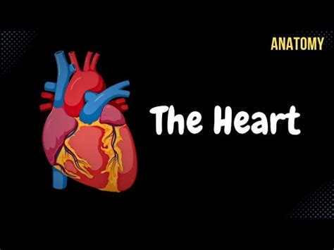 Understanding the Impact of Tetralogy of Fallot on the Right Ventricle
