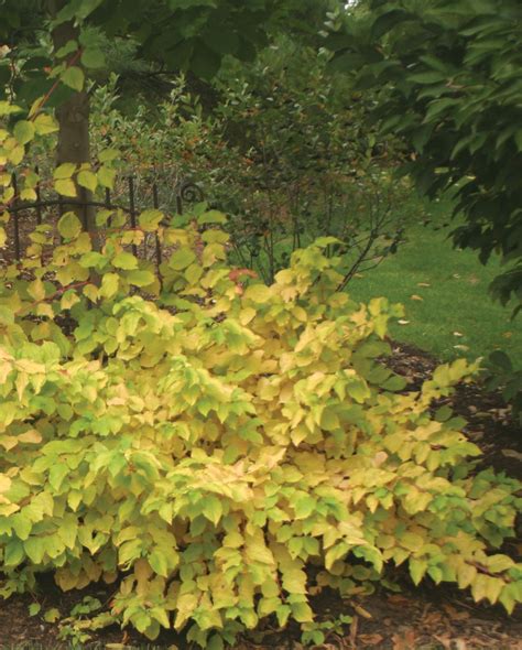 Arctic Sun® Red Twig Dogwood - A Stunning Addition to Your Garden ...