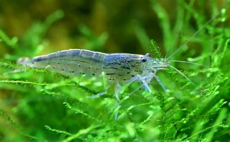 Image result for Java Moss Carpet