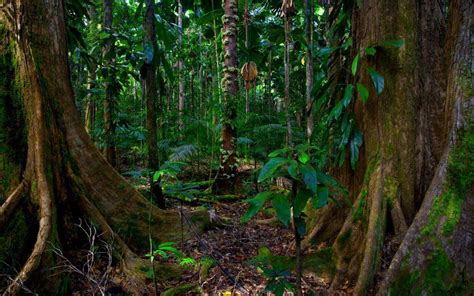 Tjapukai Culture: Rainforest Aboriginal Traditions of Far North Queensland
