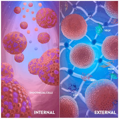 Getting Blood out of a Stone: Vascularization via Spheroids and ...