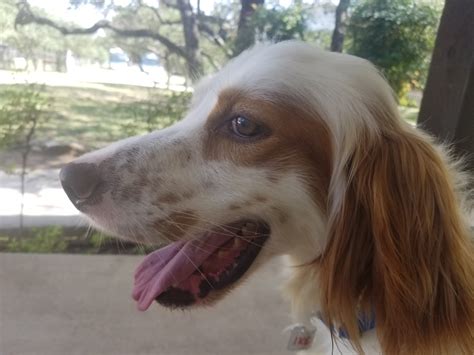 Home - Southwest English Setter Rescue