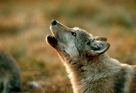 Image result for Wolves Howling Sounds
