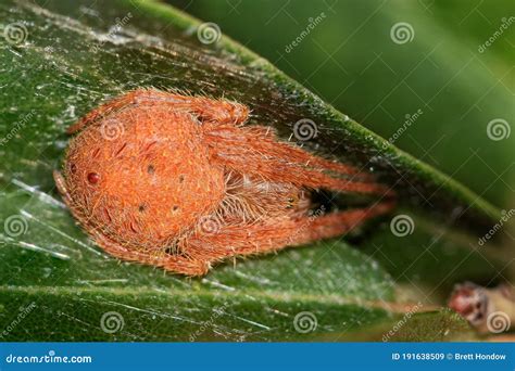 Tropical Orb Weaver Spider Roosting between Oleander Leaves Stock Image ...