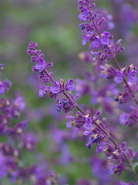 Nepeta racemosa 'Walkers Low' - Beth Chatto's Plants