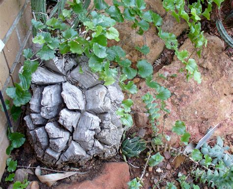 Elephant’s-foot | Plant, Description, Tuber, Uses, & Facts | Britannica