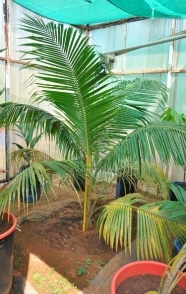 ICAR-Central Plantation Crops Research Institute