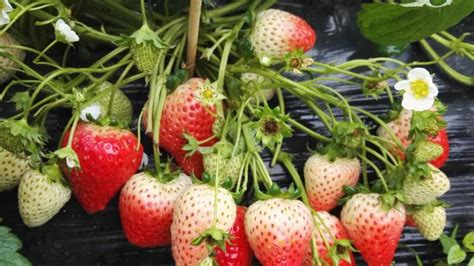 立柱种植、支架种植……草莓立体无土栽培模式，原来草莓还能这样种！_无土栽培技术_寿光市九合农业发展有限公司