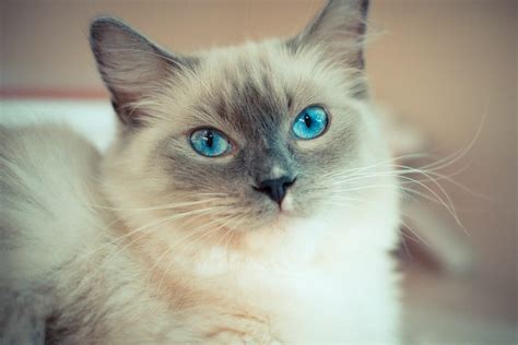 Image result for Ragdoll Engine GUI Script