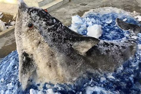 Snow Brings Joy To Kashmiris And Also Calls Out To The Artist In The ...