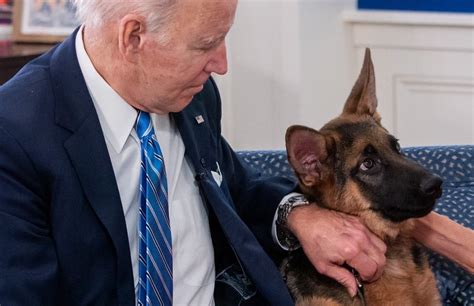 US: President Joe Biden’s pet dog, Commander, attacked and bit Secret ...